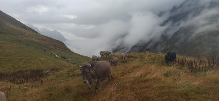 Tour du Mont Blanc